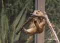 /album/zoo/img-2073-masolata-jpg/